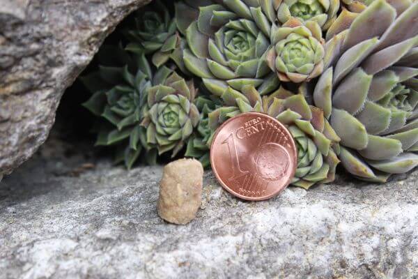 einzelne Minihappen mit einem 1 Cent Stück zum Vergleich mit einer Pflanze im Hintergrund